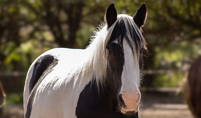 Ein älteres Pferd mit sanftem Ausdruck, das Alterserscheinungen wie ergrauendes Fell und ein ruhiges Wesen zeigt und in einer friedlichen Umgebung steht.