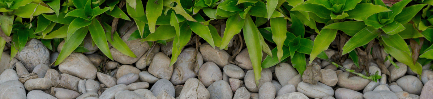 Banner für Galamio Zierkies Titel