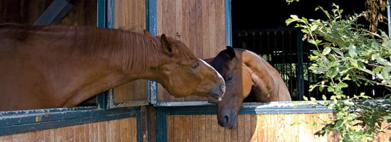 Zwei Pferde stehen in einem Stall, schauen aus den geöffneten Fenstern und nähern sich liebevoll mit ihren Köpfen. Grünen Blätter im Vordergrund erzeugen eine ländliche Atmosphäre.