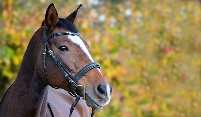 Ein gepflegtes Sportpferd, das aufmerksam dasteht, seinen athletischen Körperbau und seine Kraft zur Schau stellt und zum Training oder Wettkampf bereit ist.