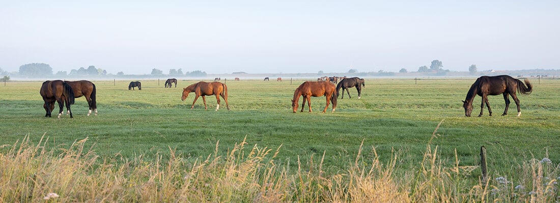 Pferde grasen friedlich auf einer weiten, grünen Wiese bei morgendlichem Nebel. Im Hintergrund erstreckt sich eine ruhige, ländliche Landschaft.