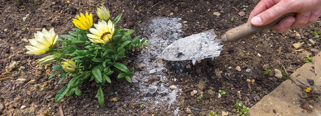 Asche als Dnger im Garten: Geeignet oder nicht?