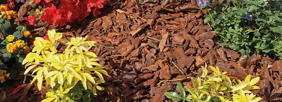 Bunte Blumen und Sträucher umrahmen Gartenmulch aus Rindenstücken, die den Boden bedecken und vor Erosion schützen.