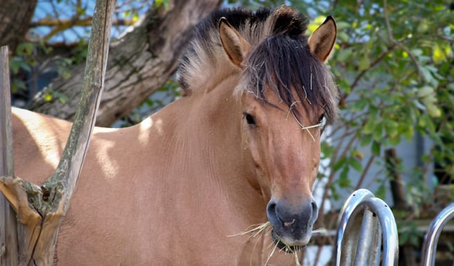Ein ruhiges und entspanntes Freizeitpferd, das auf einer Koppel steht und sich zum gemütlichen Reiten und für Outdoor-Aktivitäten eignet.
