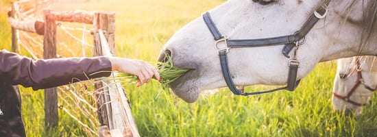 Ein weißes Pferd frisst Gras aus der Hand einer Person, neben einem Holzzaun auf einer grünen Wiese bei Sonnenuntergang.