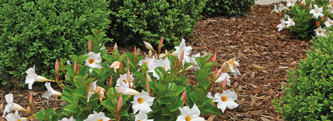 Weiße Blumen und grünes Laub in einem Gartenbeet, umgeben von Mulch und Buchsbaumsträuchern. Ideal für Gartenbauanwendungen zur Verschönerung von Außenbereichen. Pflegeleicht und ästhetisch ansprechend.