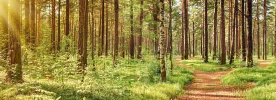 Ein sonnendurchfluteter Wald mit dichten, hohen Bäumen und üppigem grünen Unterholz. Ein schmaler, erdiger Pfad schlängelt sich durch die Landschaft.