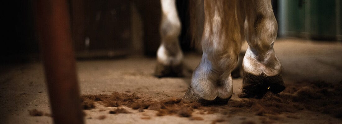 Pferdehufe stehen auf einem Bodenbelag aus Stroh und Haaren im Stall. Düstere Umgebung mit einem Holzbalken im Vordergrund.