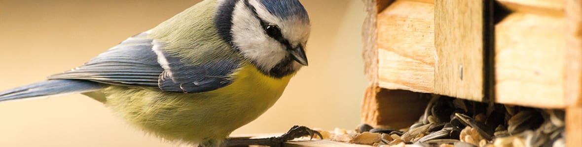 Banner für Ein Vogelhaus aus Paletten Titel