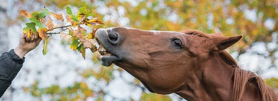 Pferd frisst Herbstblätter von einem Menschen gehalten. Im Hintergrund bunte Herbstlandschaft.