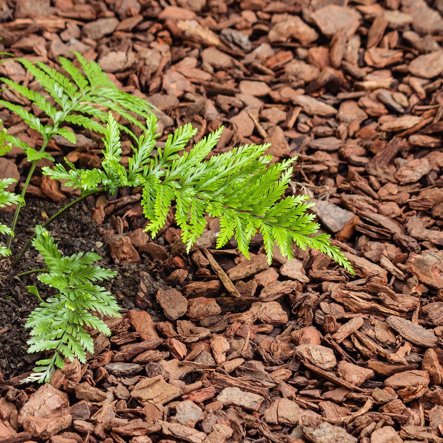 MPB60 Pinierinde Mittel Anwendung