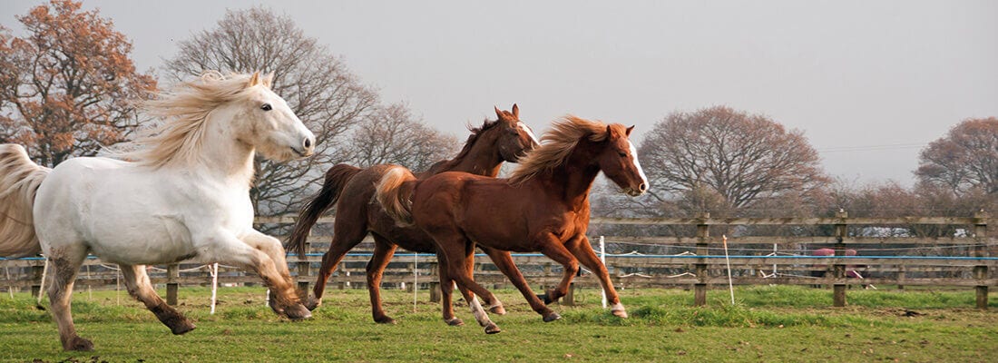 Drei Pferde galoppieren über eine grüne Wiese vor einem Holzzaun, umgeben von kahlen Bäumen unter grauem Himmel.