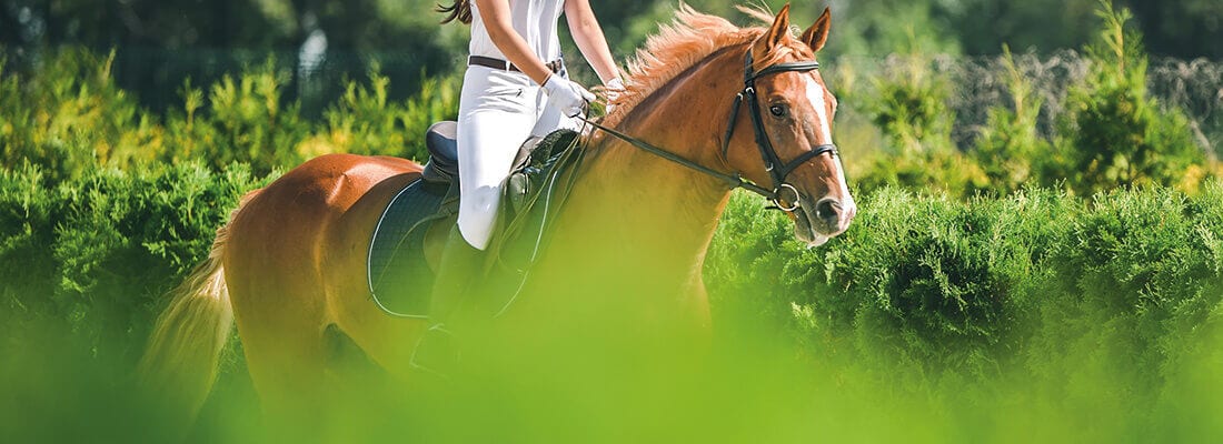 Reiter auf braunem Pferd in grüner Gartenlandschaft. Pferd läuft durch Büsche, umgeben von üppigem Grün. Klare, sonnige Wetterbedingungen fördern die harmonische Gartenszene.