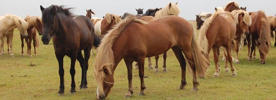 Pferde grasen auf einer grünen Weide. Sie stehen in einer großen, bunten Herde. Der Himmel ist bewölkt, was eine ruhige, natürliche Atmosphäre schafft.
