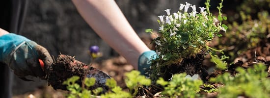 Pflanzen umsetzen