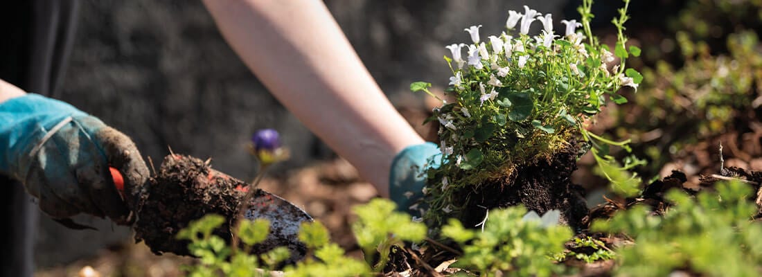 Pflanzen umsetzen