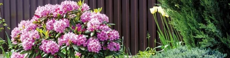 Banner für Rhododendron Titel