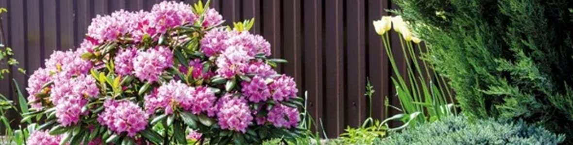 Banner für Rhododendron Titel
