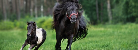 Zwei Pferde galoppieren auf einer grünen Wiese, flankiert von einem bewaldeten Wald im Hintergrund. Ein kleines schwarz-weißes Pony folgt einem größeren schwarzen Pferd mit rotem Halfter.