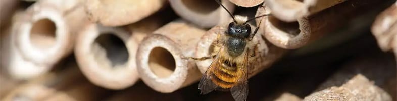 Banner für Insektenhotel Titel