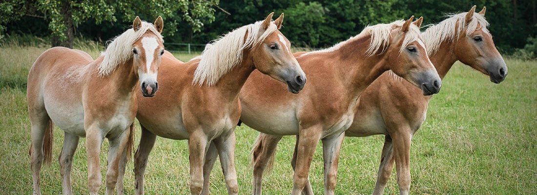 Haflinger 1