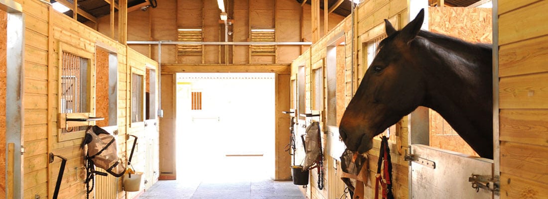 Pferd schaut aus einer Holzbox in einer hellen Stallumgebung. Die Boxen sind organisiert, umgeben von hölzernen Wänden und Türen. Perfektes Ambiente für Pferdehaltung und Pflege.