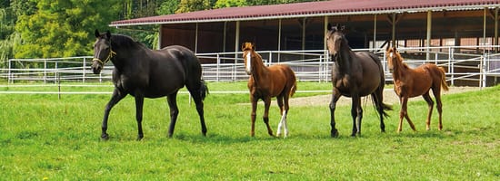 Vier Pferde laufen auf einer grünen Wiese vor einem großen, überdachten Stall. Umgeben von weißen Zäunen und Bäumen vermittelt die Szene eine friedliche ländliche Atmosphäre.