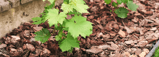 Weinrebe mit frischen, grünen Blättern wächst auf einer mit Rindenmulch bedeckten Fläche, angrenzend an eine Betonmauer. Der Rindenmulch hält Feuchtigkeit und unterstützt das Pflanzenwachstum im Gartenbau.