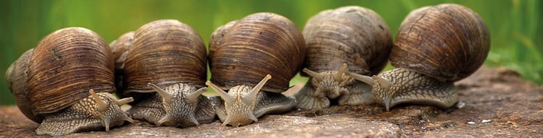Schnecken 3