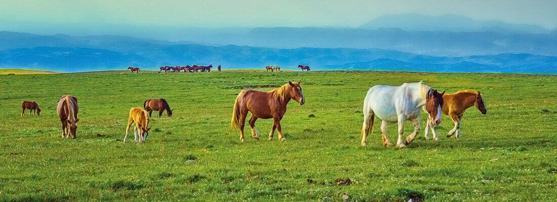 Pferde grasen friedlich auf einer weitläufigen, grünen Wiese, während im Hintergrund eine weitere Herde sichtbar ist. Sanfte Hügel und blauer Himmel schaffen eine idyllische Landschaft.