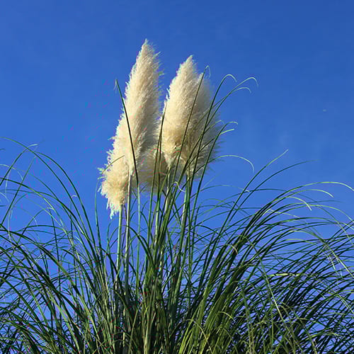 XHE15 Miscanthus Pellets Rohstoff