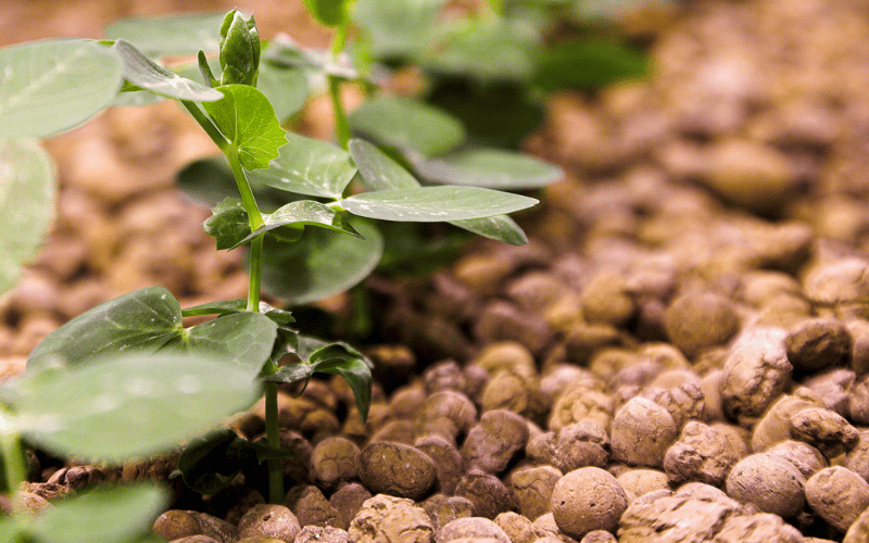 Nahaufnahme einer kleinen Grünpflanze mit frischen, glatten Blättern, die aus Substrat aus runden, braunen Tonkugeln wächst. Die Umgebung deutet auf eine hydrokulturelle Anbaumethode hin, die eine saubere und strukturierte Grundlage bietet.
