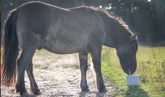 Ein Pferd mit sichtbaren Allergiesymptomen wie Hautreizungen oder tränenden Augen steht in einem Stall oder auf der Weide und weist auf eine Empfindlichkeit gegenüber Umweltfaktoren hin.