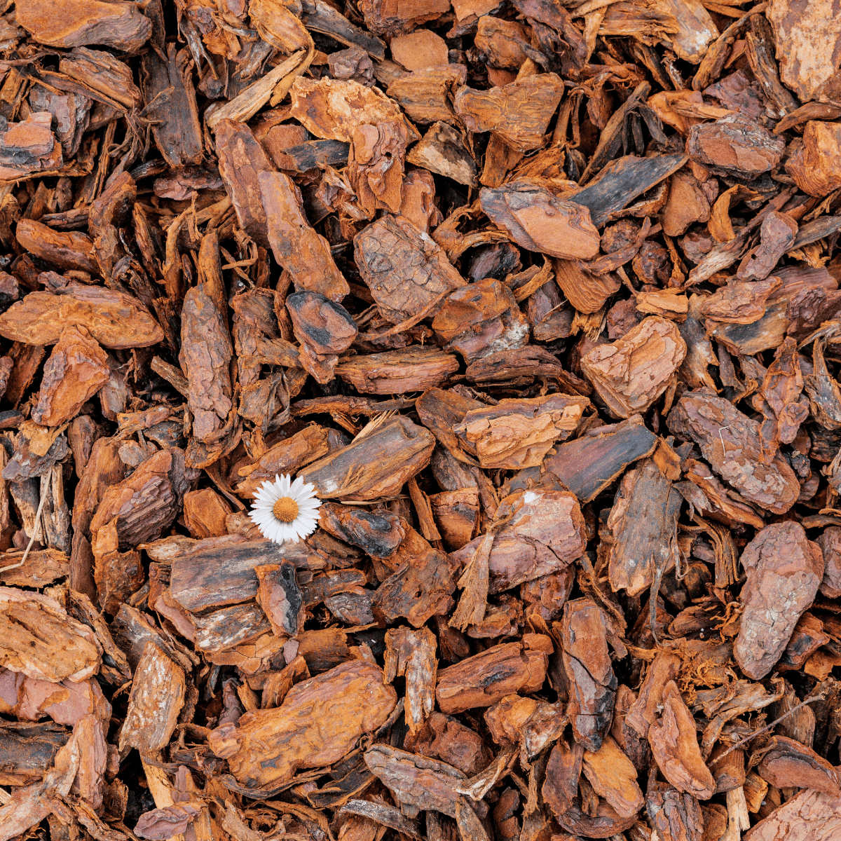 Eine Nahaufnahme von grobem Mulch. Mulch schützt die Erde vor Austrocknung, unterdrückt Unkraut und sorgt für eine bessere Bodenstruktur.