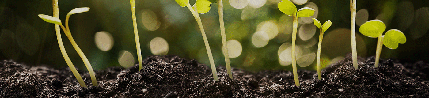 Mehrere zarte, grüne Pflanzentriebe wachsen auf einem sonnendurchfluteten Beet aus dunkler, nährstoffreicher Komposterde – Symbol für gesundes Wachstum und umweltfreundliche Bodenpflege.