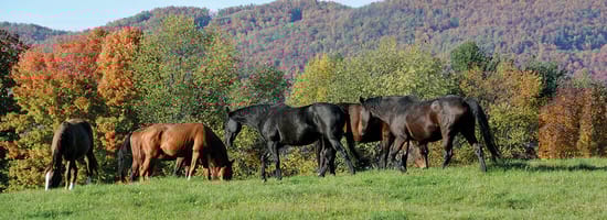 Pferde grasen friedlich auf einer grünen Wiese. Im Hintergrund sind bunte Herbstbäume und bewaldete Hügel zu sehen. Eine idyllische Landschaftsszene betont die natürliche Umgebung.