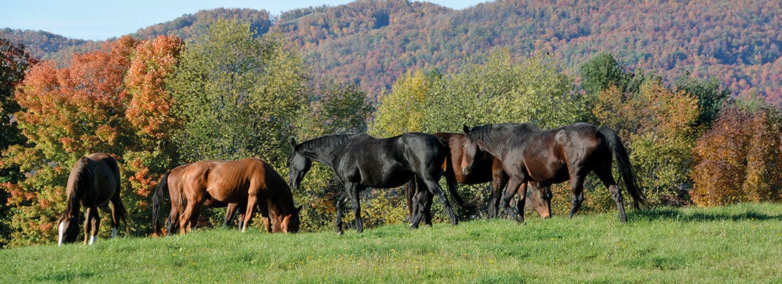 Pferde grasen friedlich auf einer grünen Wiese. Im Hintergrund sind bunte Herbstbäume und bewaldete Hügel zu sehen. Eine idyllische Landschaftsszene betont die natürliche Umgebung.