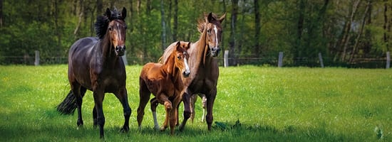 Drei laufende Pferde auf einer grünen Wiese, umgeben von einer bewaldeten Landschaft. Die Tiere vermitteln Dynamik und Freiheit in natürlicher Umgebung.