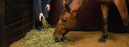 Ein Pferd frisst Heu im Stall, während eine Person Heu auf den Boden legt. Der Stallboden ist mit Sägespänen bedeckt.