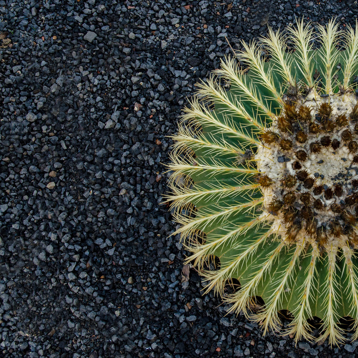 LVH25 Lavamulch Anthrazit 16 32mm Anwendung