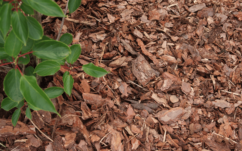 Nahaufnahme von Rindenmulch und einer Grünpflanze. Natürlicher Schutz für Pflanzen im Garten.