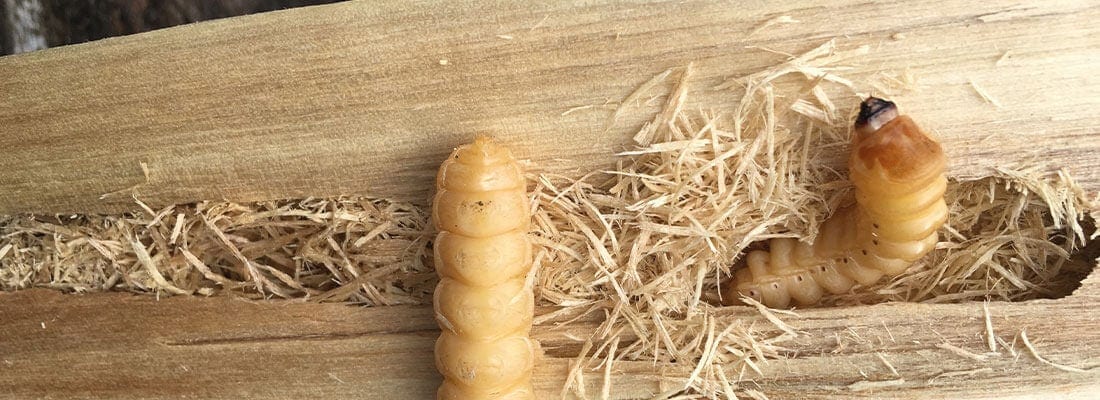 Holzbohrerlarven fressen sich durch einen Holzblock, umgeben von Sägespänen. Die geschädigten Holzfasern zeigen den Befall deutlich. Schädlingsbekämpfung im Gartenbau ist hier wichtig.