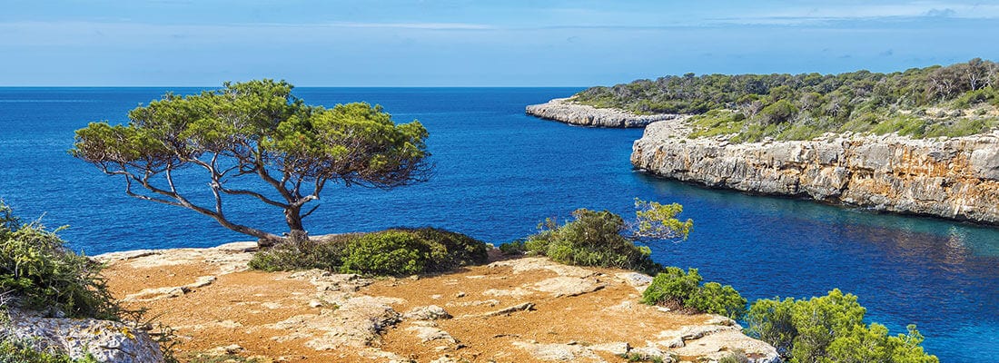 Küstenlandschaft mit einsamem Baum auf Felsvorsprung, umgeben von azurblauem Meer und grüner Vegetation.