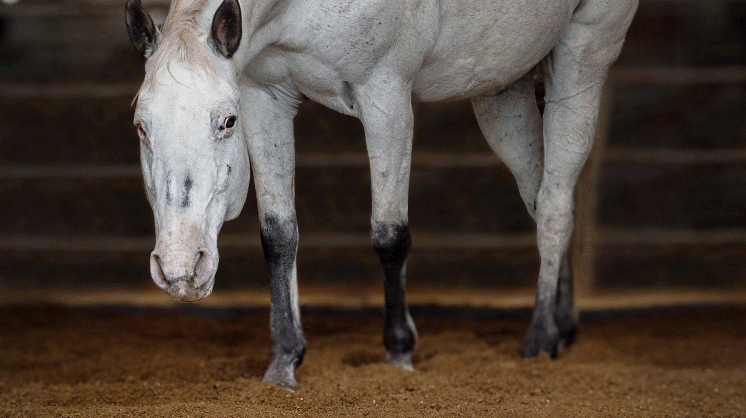 Einstreu Pellets im Pferdestall