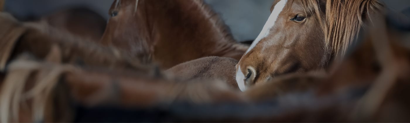 Banner für STROY Tiereinstreu Titel 1400 x 320