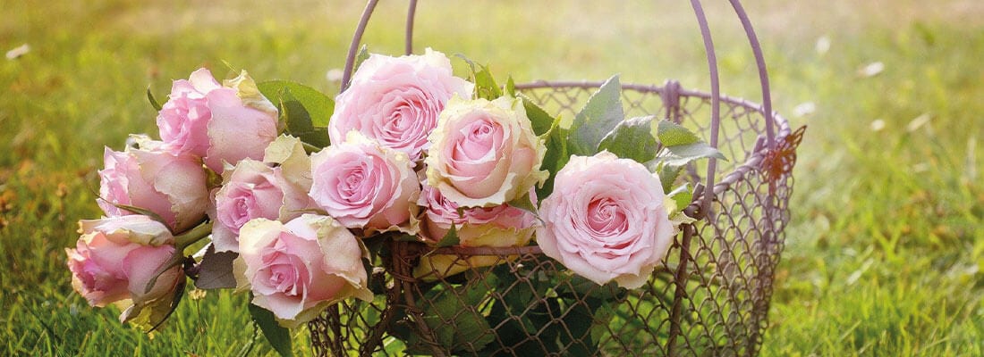 Rosenpflege: gesunde & blhende Rosen richtiger Pflege