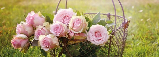 Rosa Rosen in einem Metallkorb auf grünem Gras. Sonniges Licht akzentuiert die Blumenblüten, während der Korb dekorativ die Gartenumgebung ergänzt.