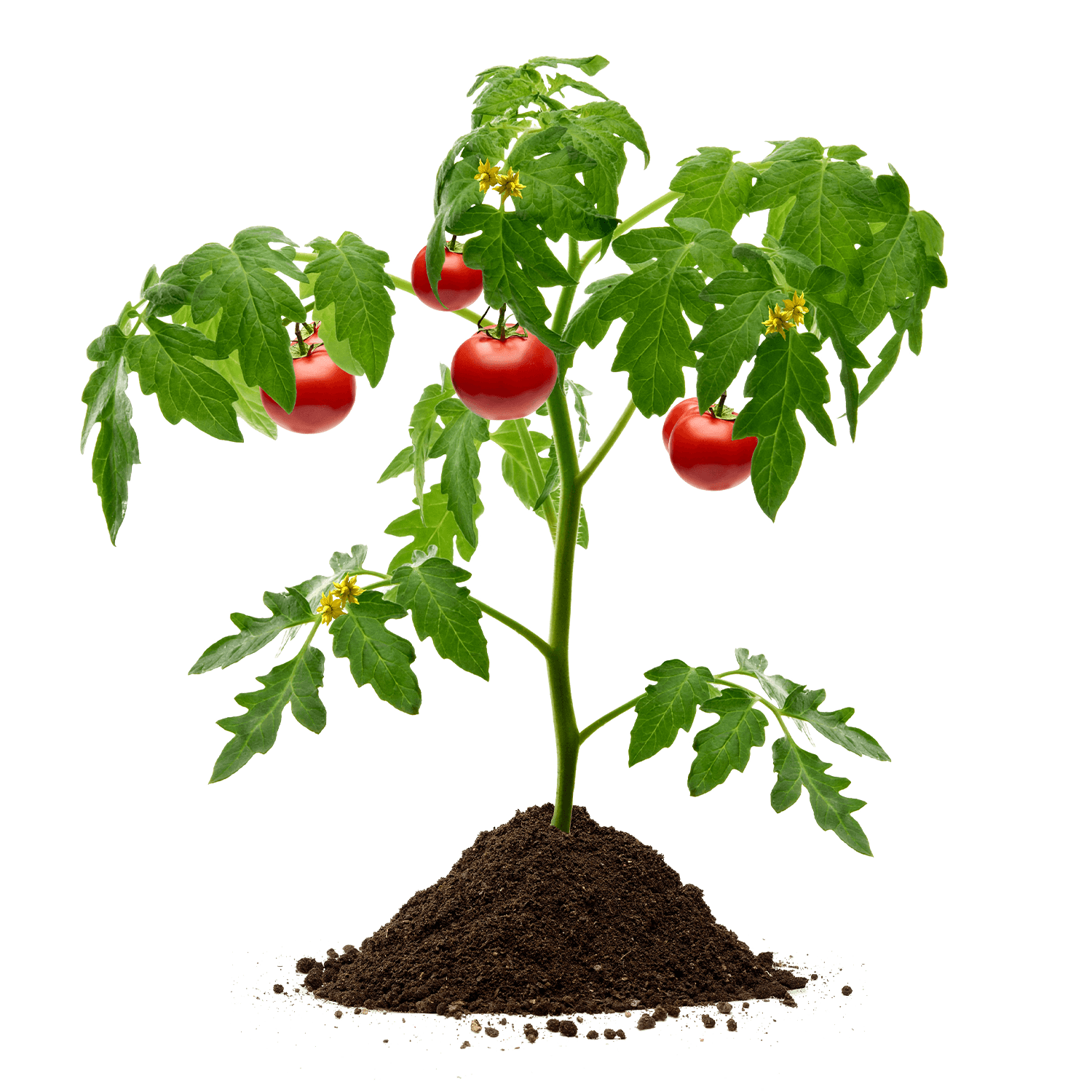 STG70 Tomaten Gemueseerde Pflanze