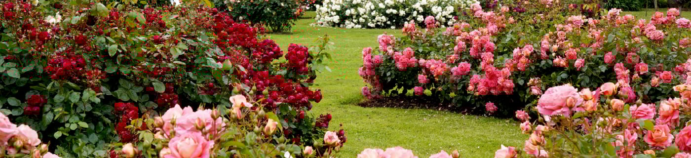 Banner für Kategorie Rindenmulch fur Rosen