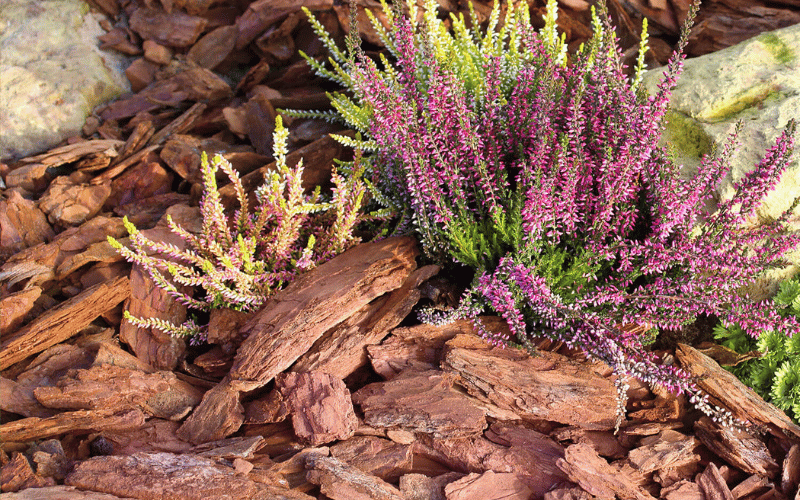 Eine Gruppe von blühenden Heidekrautpflanzen in leuchtendem Lila, Gelb und Grün. Die Pflanzen sind in einer Schicht Pinienrinde eingebettet, die als Mulch dienen und den Boden abdecken.